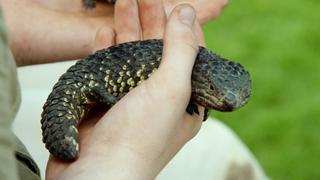 A Season of Wild Times