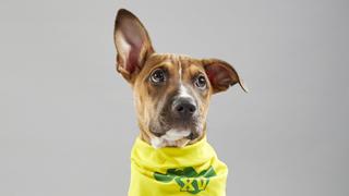 Kitty Tailgate: Meet the Puppies of the Puppy Bowl Kitty Tailgate: Meet the Puppies of the Puppy Bowl
