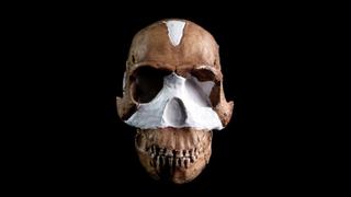Homo Naledi Homo Naledi