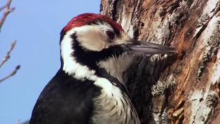 Headbanging Birds and Unsinkable Ants