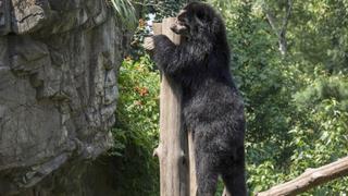 Bouba's Back Bouba's Back