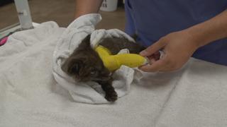 Fox in the ER