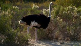 Super Sloths and Ostrich Marathons