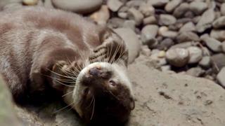 Otter Under the Weather Otter Under the Weather