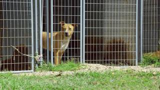 Pit Bulls and Parolees