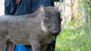A Warthog Named Peaches A Warthog Named Peaches