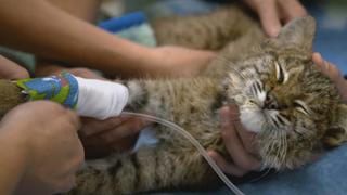 Bobcat Release