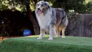Dog Town, USA Dog Town, USA