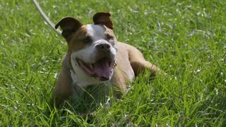 Pit Bulls and Parolees