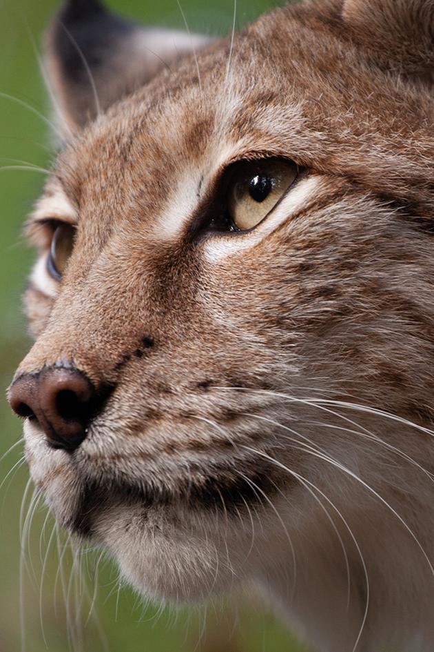 Carpathian Predators