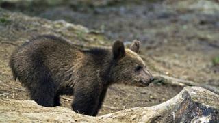 Realm of the Bear Realm of the Bear