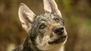 Realm of the Wolf Realm of the Wolf