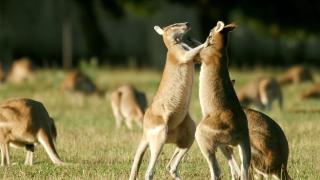 Australia Australia
