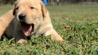 More Puppies! More Puppies!