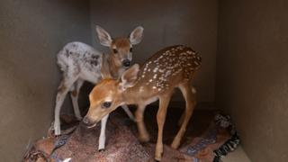Fawns Find freedom