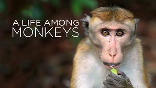 A Life Among Monkeys