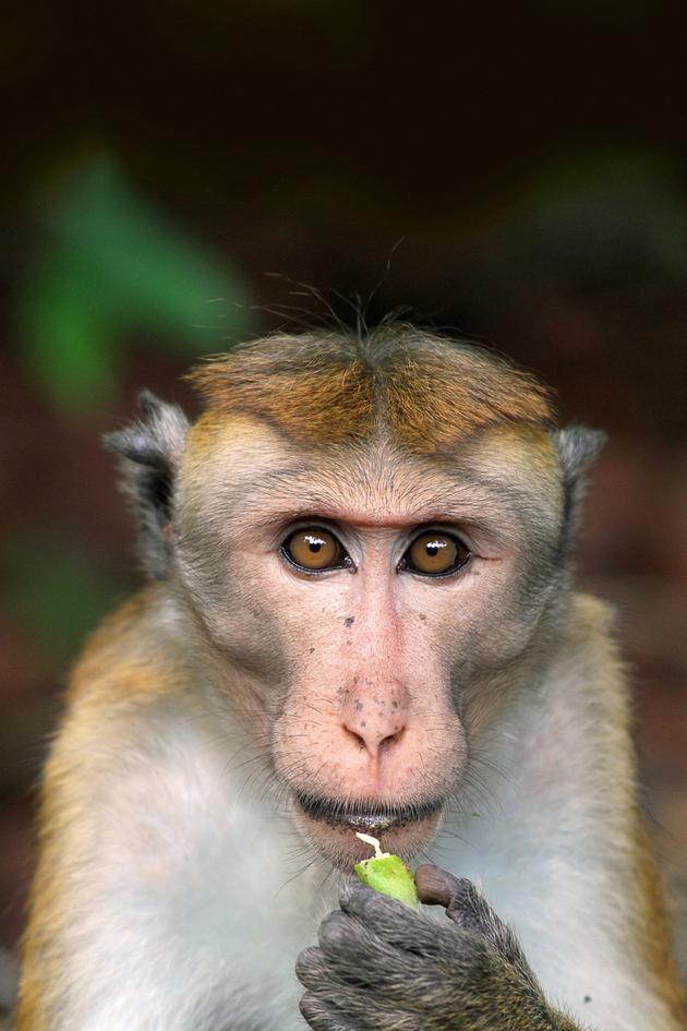 A Life Among Monkeys