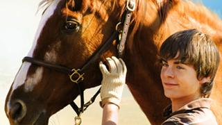 The Derby Stallion