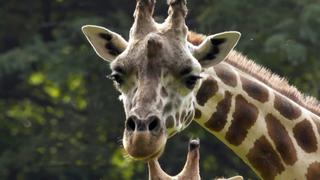 Giraffe in the City Giraffe in the City
