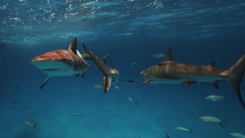 Swarm of Sharks
