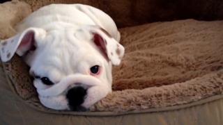 As Told by Pets As Told by Pets