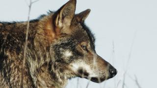 Wolves and Jackals Wolves and Jackals