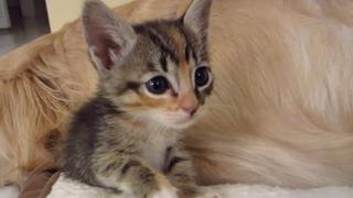 Are You Kitten Me? Are You Kitten Me?