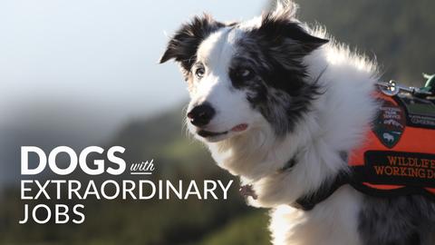 Dogs With Extraordinary Jobs