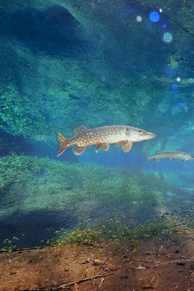 The Invisible River: Under Water Between the Black Forest and the Vosges