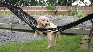 A Breed Apart A Breed Apart