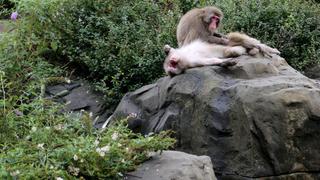 Snow Monkey Social Snow Monkey Social