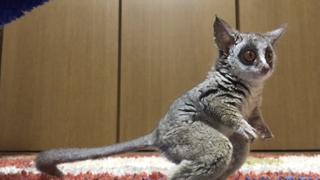 Livin' the Wild Life Livin' the Wild Life