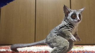 Livin' the Wild Life