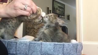 Kitten Around