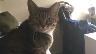 Cat-ch You on the Flip Side