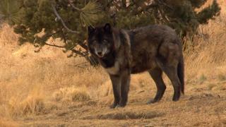 Dr. Jeff: Rocky Mountain Vet