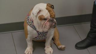 Bulldog Bellyache Bulldog Bellyache