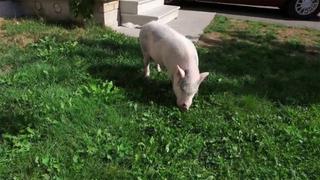 Eating for Two!