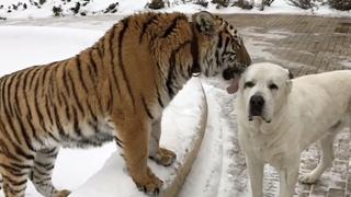 Lions and Tigers and Bears, Oh Cute! Lions and Tigers and Bears, Oh Cute!