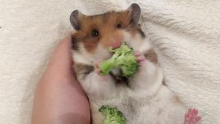 Heavy Petting Heavy Petting