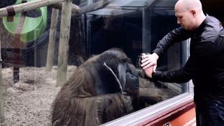 Scavengers Scavengers