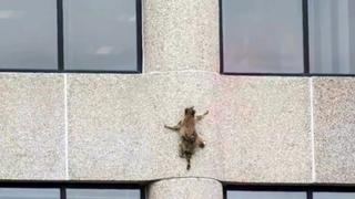 Skyscraper Raccoon Skyscraper Raccoon