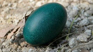 Unscrambling Eggs Unscrambling Eggs