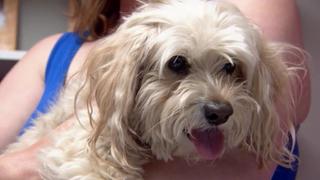 Dr. Jeff: Rocky Mountain Vet