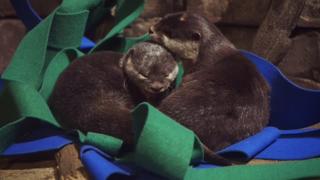 Otter Tale Otter Tale