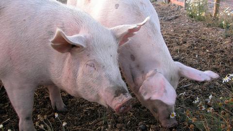 The Pig