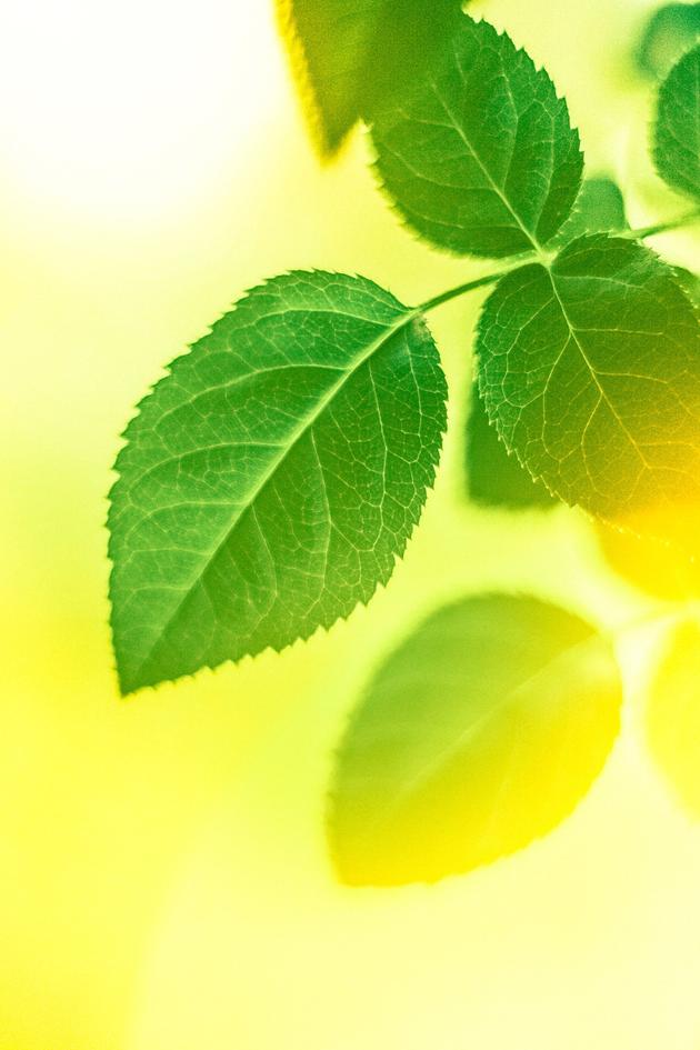 Getting Green