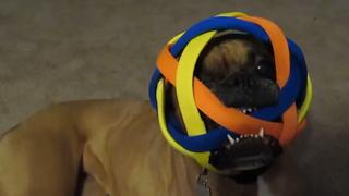 A Whole Different Animal