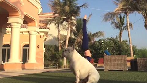 Upward Dog, Downward Spiral