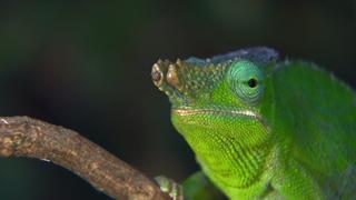 Chameleons of the World